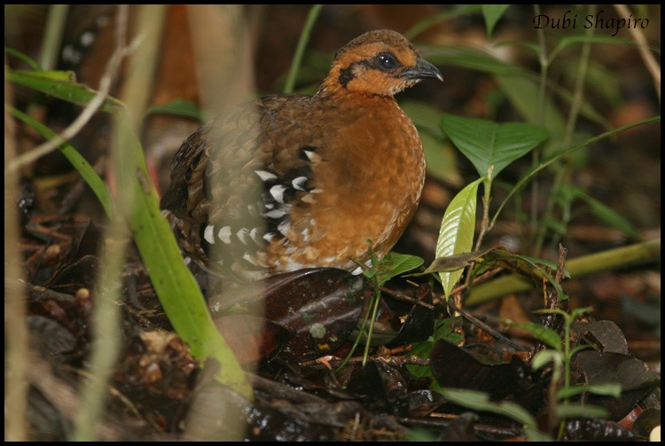 Red-breasted Partridge - ML205155401
