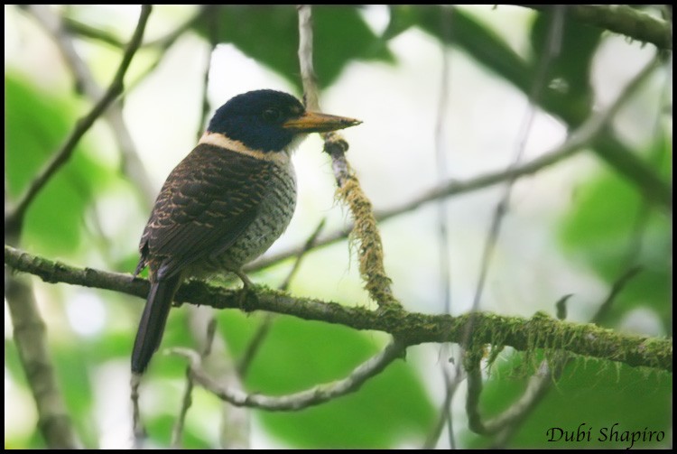 Scaly-breasted Kingfisher (Scaly-breasted) - ML205155411