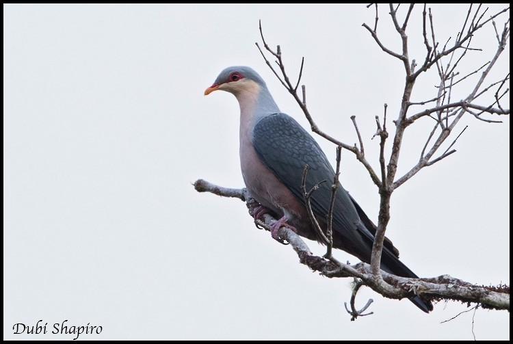 Seram Mountain-Pigeon - ML205155421