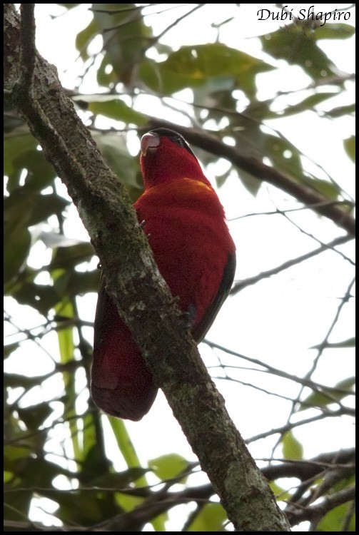 Purple-naped Lory - ML205155431