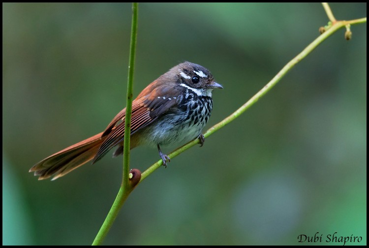 Streak-breasted Fantail - ML205155471