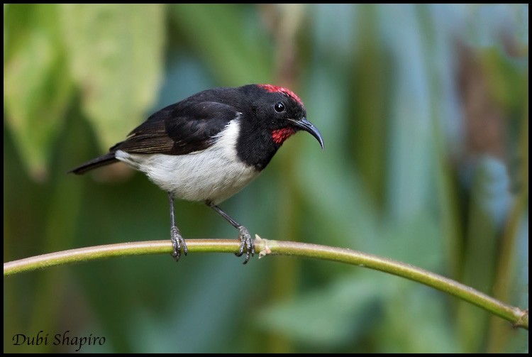 Black-breasted Myzomela - Dubi Shapiro