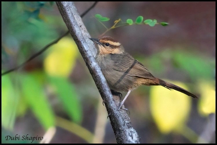 Buff-banded Bushbird - ML205155491