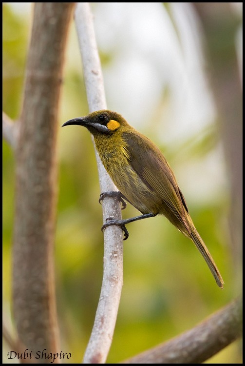 Yellow-eared Honeyeater - Dubi Shapiro