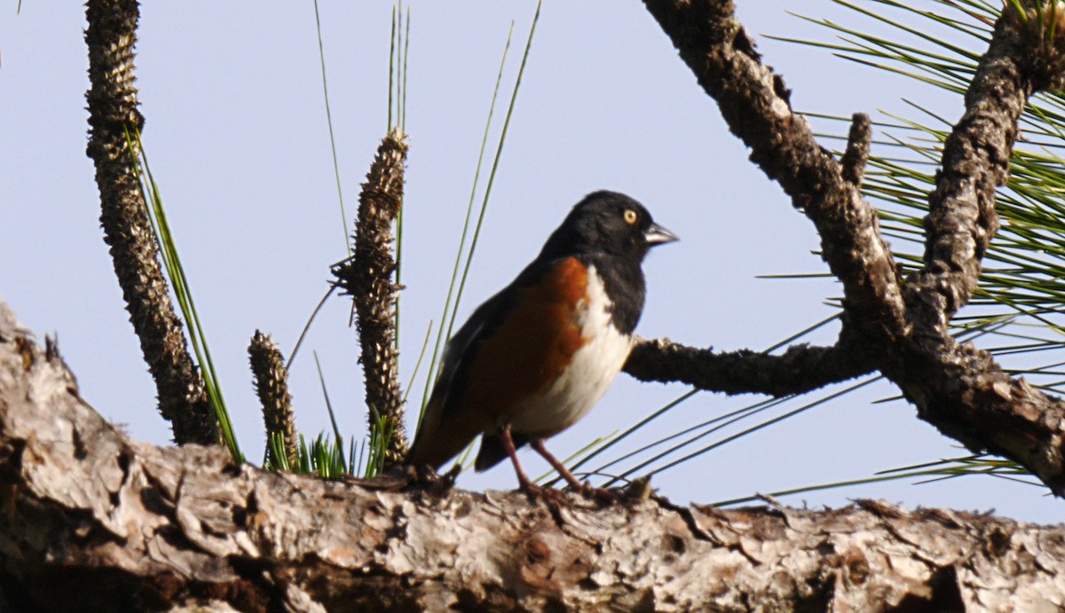 Eastern Towhee (White-eyed) - ML205155851