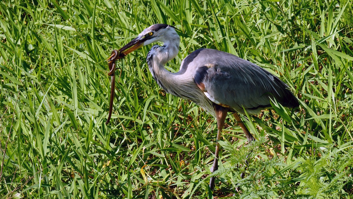 Great Blue Heron (Great Blue) - ML205155891