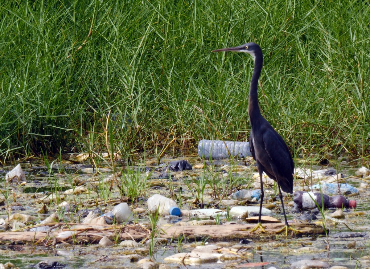 Western Reef-Heron (Western) - Josep del Hoyo