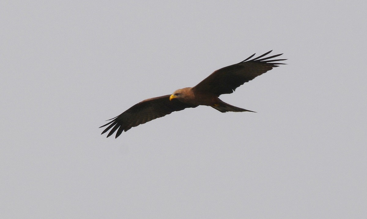 Black Kite (Yellow-billed) - ML205156011