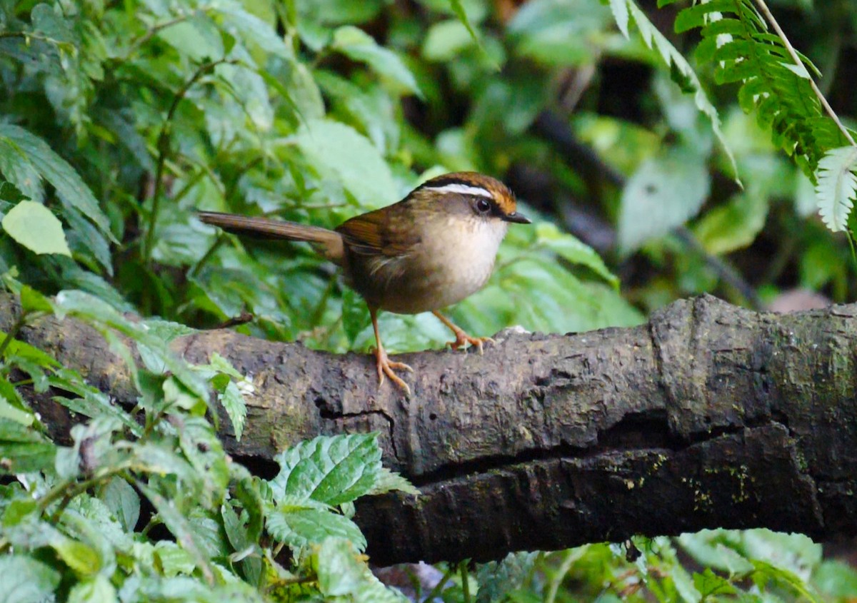 Rusty-capped Fulvetta - ML205156101