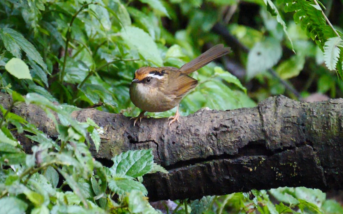 Rusty-capped Fulvetta - ML205156111