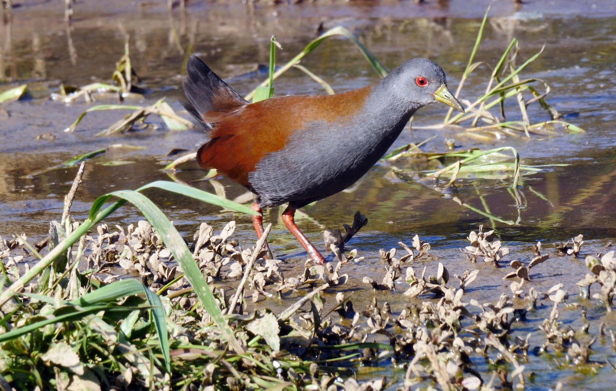 Black-tailed Crake - ML205156181