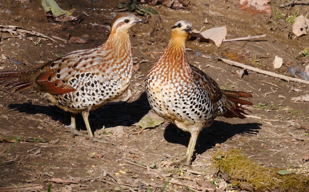 Mountain Bamboo-Partridge - ML205156261