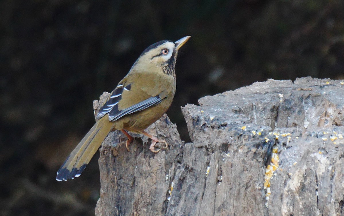 Moustached Laughingthrush (Western) - ML205156271