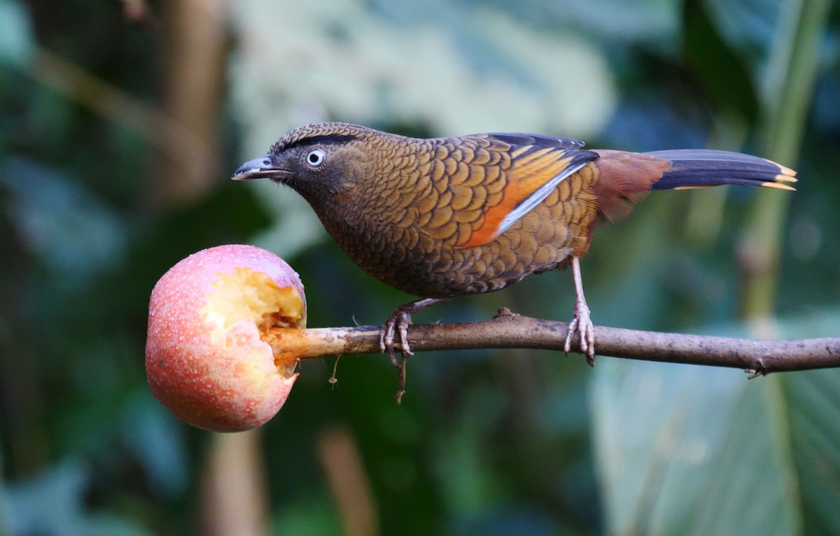 Blue-winged Laughingthrush - ML205156391