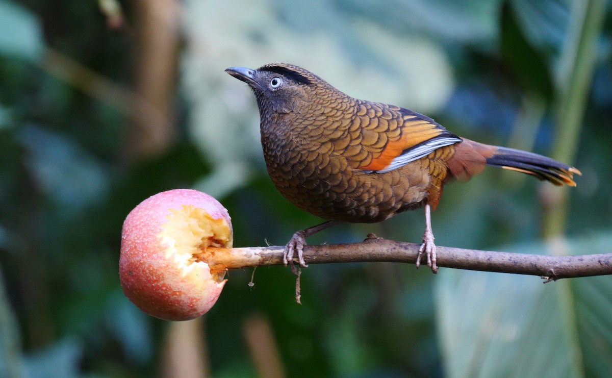 Blue-winged Laughingthrush - ML205156401