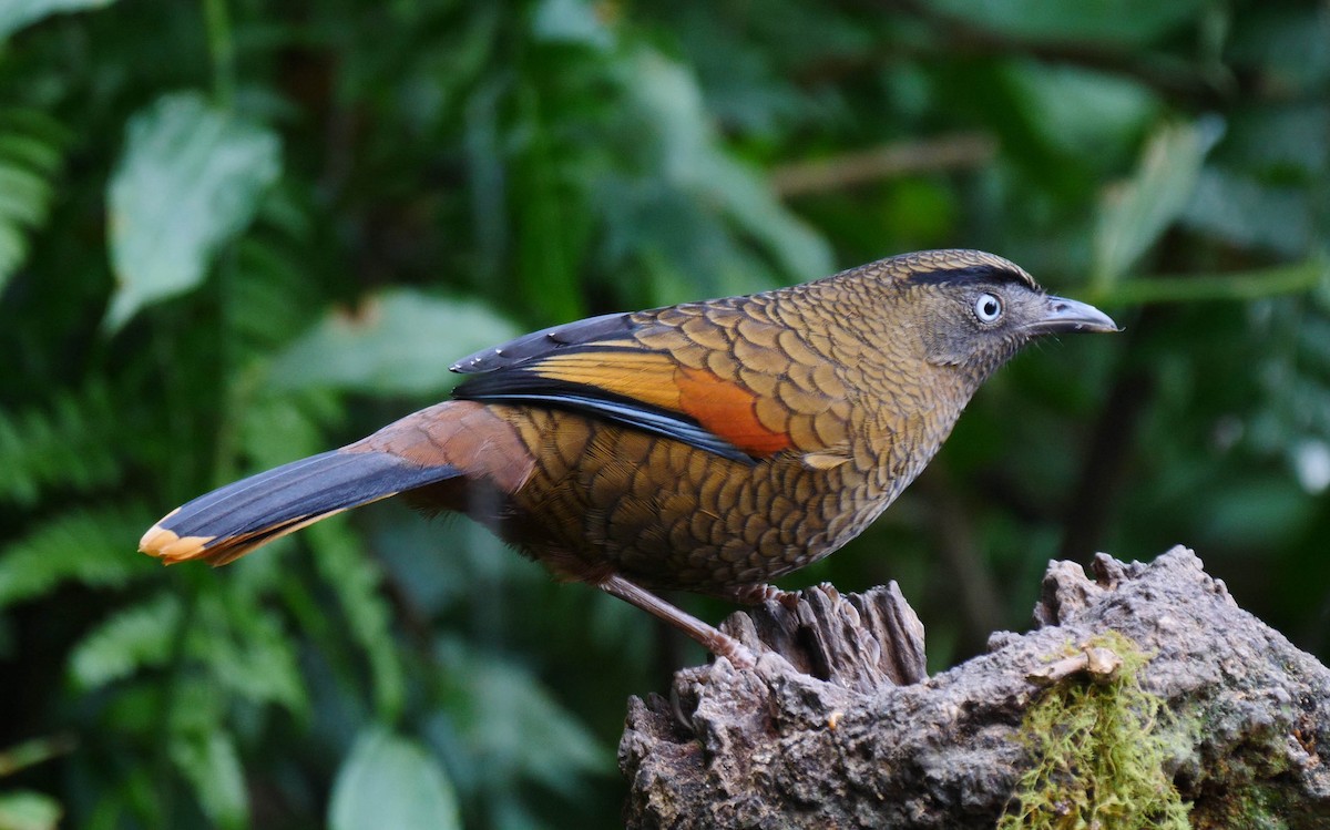 Blue-winged Laughingthrush - ML205156411