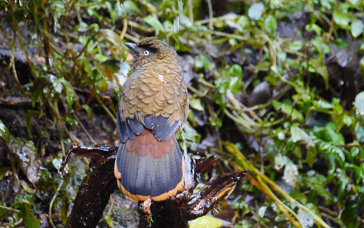 Blue-winged Laughingthrush - ML205156421