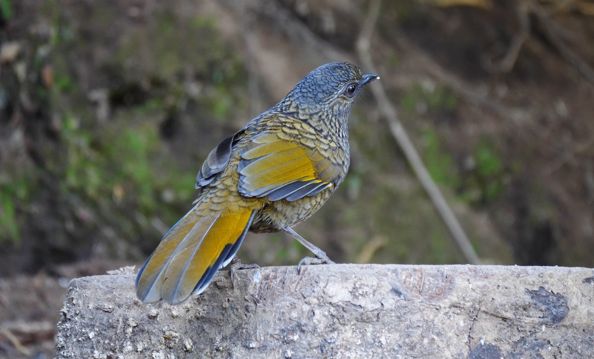 Scaly Laughingthrush - ML205156461