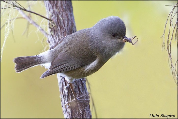 Reunion Gray White-eye - ML205156571