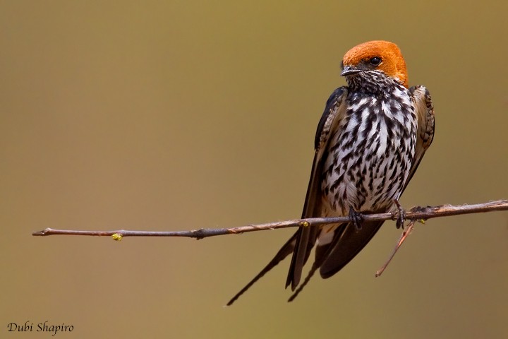 Lesser Striped Swallow - ML205156581