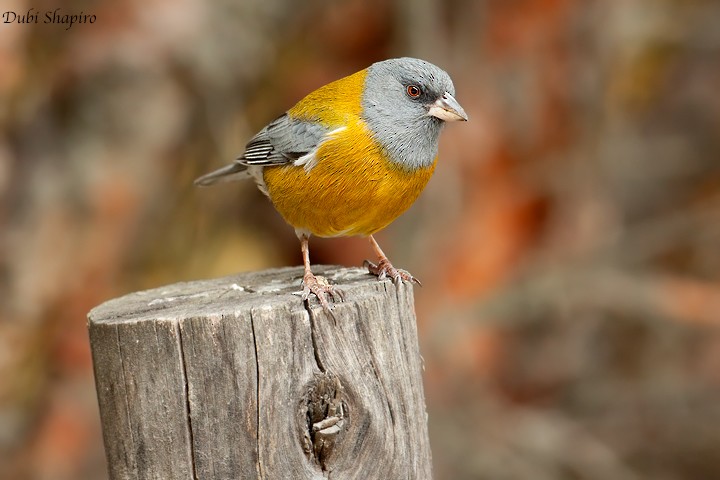 Peruvian Sierra Finch - Dubi Shapiro