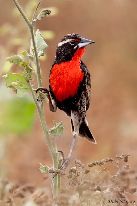 Peruvian Meadowlark - ML205156611