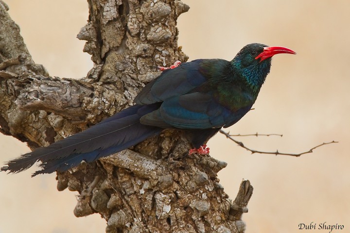 Green Woodhoopoe - Dubi Shapiro