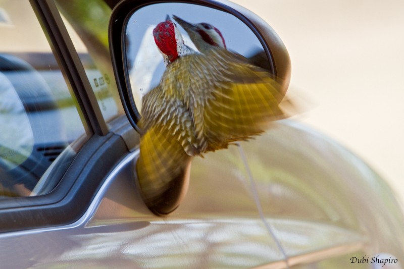 Bennett's Woodpecker (Bennett's) - Dubi Shapiro