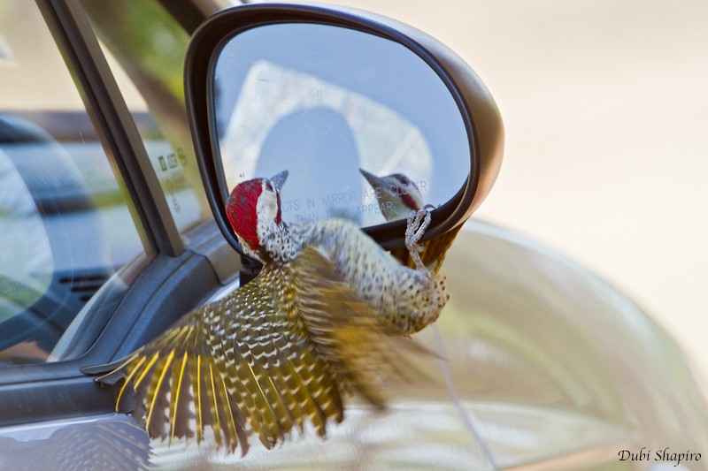 Bennett's Woodpecker (Bennett's) - Dubi Shapiro