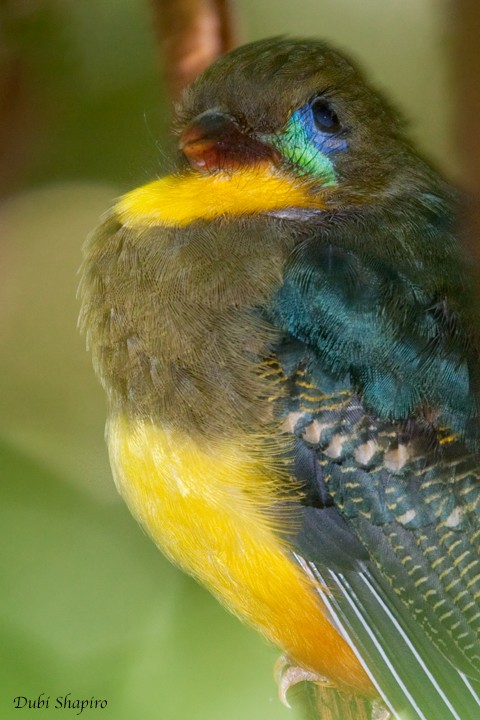 Javan Trogon - Dubi Shapiro