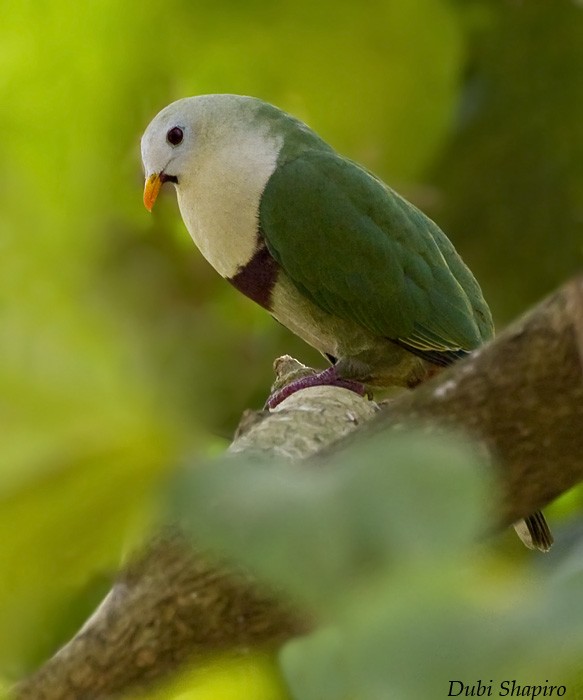 Black-chinned Fruit-Dove - ML205156871