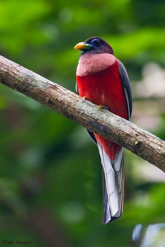 Philippine Trogon - ML205156911