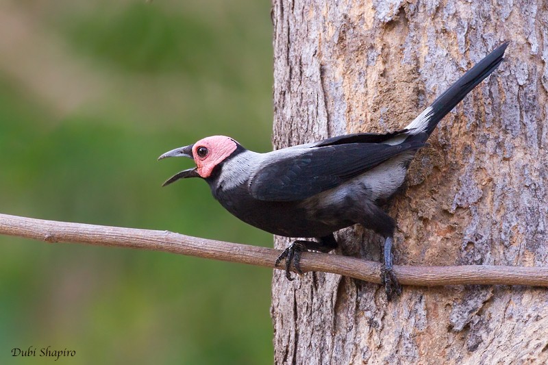 Coleto - Dubi Shapiro