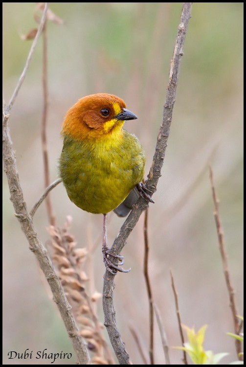 Fulvous-headed Brushfinch - Dubi Shapiro