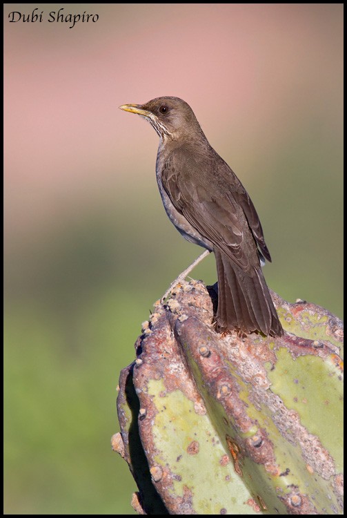Creamy-bellied Thrush - Dubi Shapiro