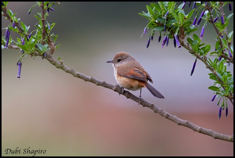 Rusty-vented Canastero - Dubi Shapiro