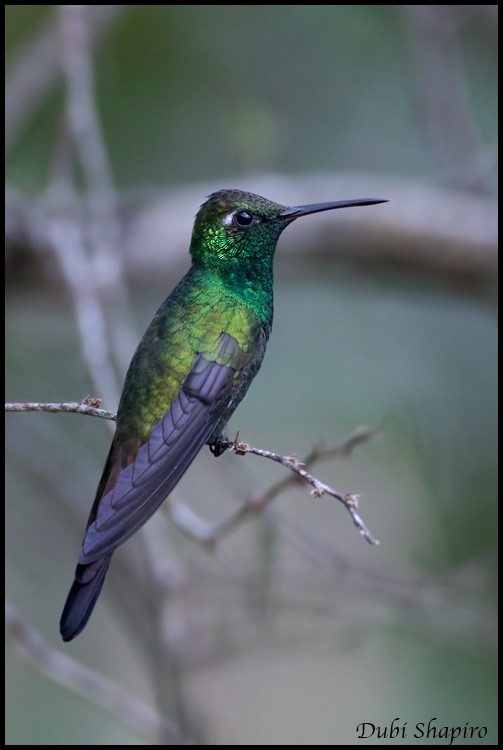 kolibřík kubánský - ML205157201