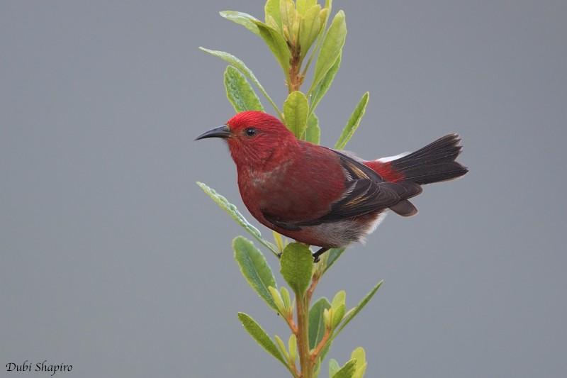 Apapanekleidervogel - ML205157231