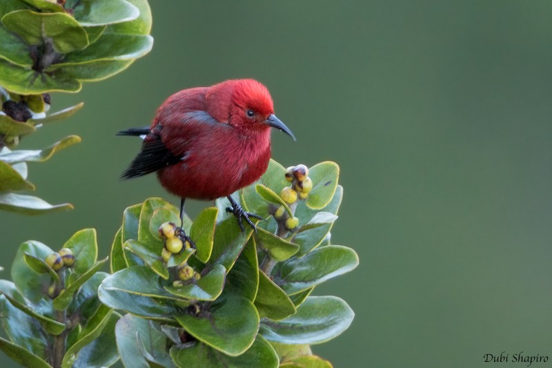 Apapanekleidervogel - ML205157241