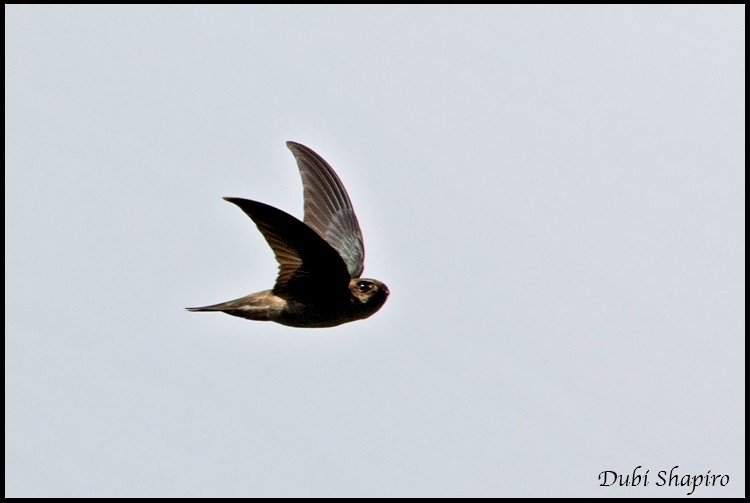 White-nest Swiftlet - ML205157371