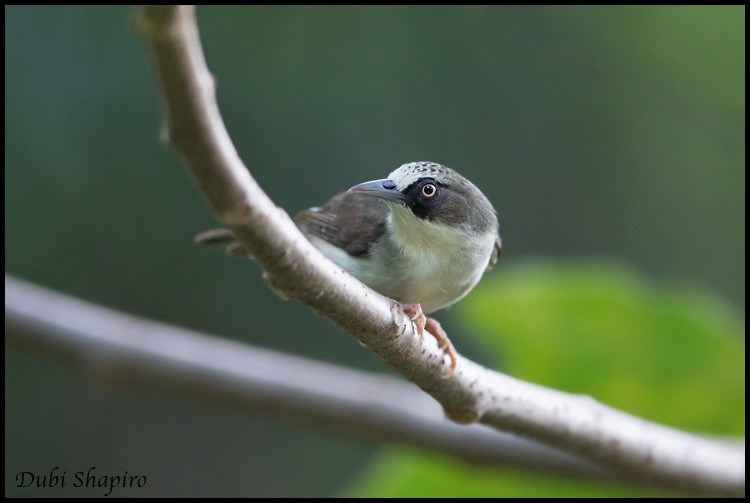 Flores White-eye - ML205157391