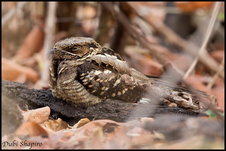 Large-tailed Nightjar - Dubi Shapiro