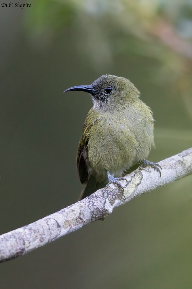 Sunda Honeyeater - ML205157421