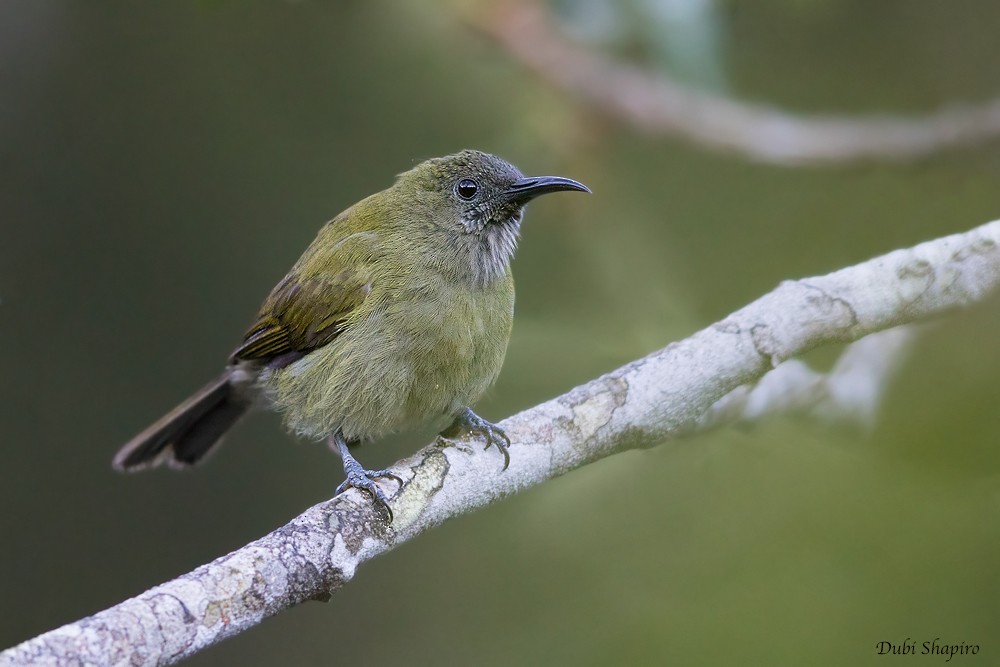 Sunda Honeyeater - ML205157431