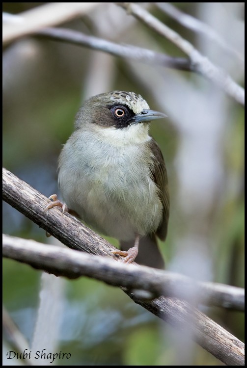 Flores Heleia - Dubi Shapiro
