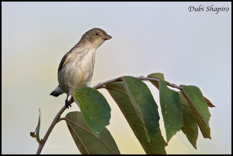 Golden-rumped Flowerpecker - ML205157451