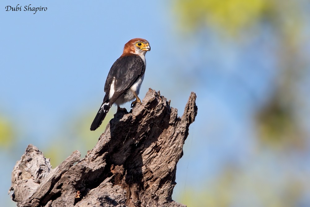 White-rumped Falcon - ML205157571