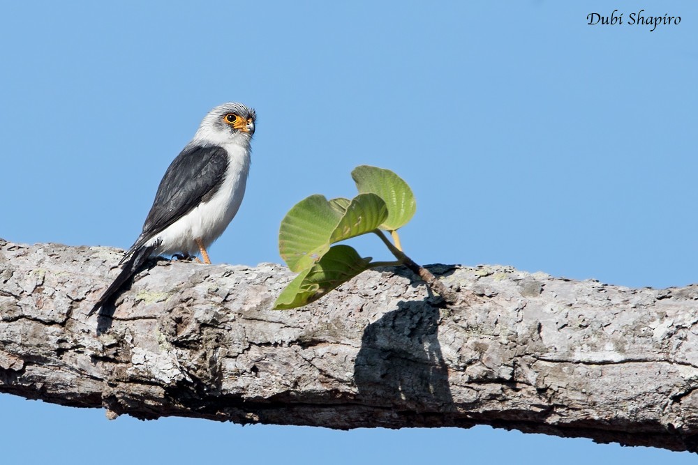 White-rumped Falcon - ML205157591