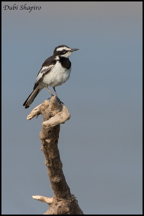 Mekong Wagtail - Dubi Shapiro