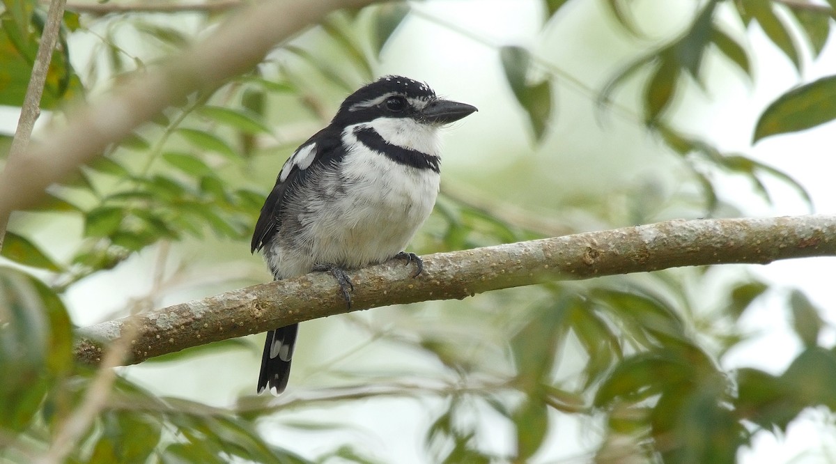 Pied Puffbird (Lesser) - ML205157751